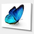 thumbnail image 3 of Close Up Of Vibrant Blue Butterfly On White 12 in x 8 in Painting Canvas Art Print, by Designart, 3 of 4