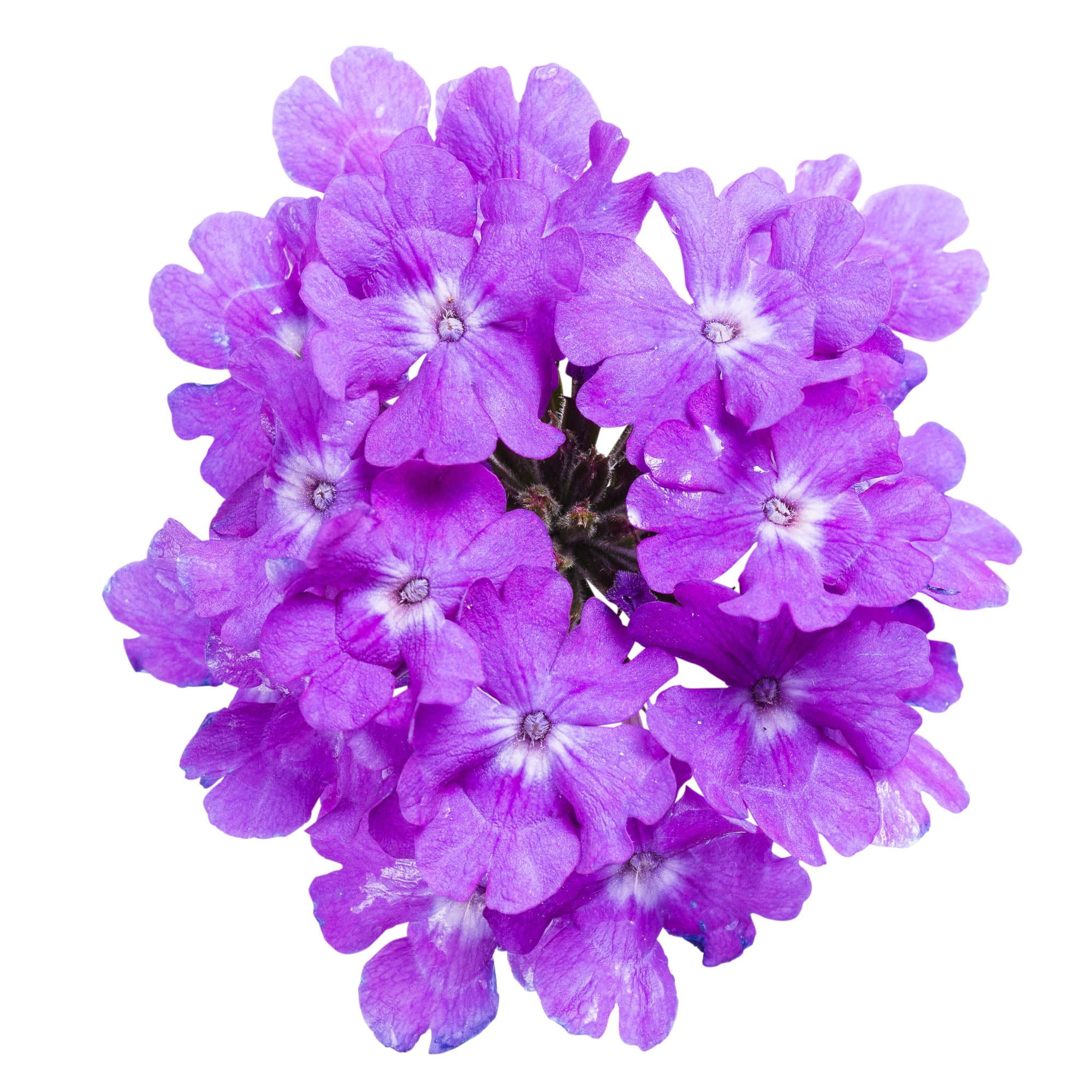 Proven Winners 4" Purple Superbena Violet Ice Verbena Live Plant in 4.25" Pot (4 Count)