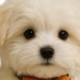 thumbnail image 4 of WINDLAND Artistic Dog Figure Toilet Paper Stand Convenient Size Easy Cleaning Resin Craft Perfect For Small Space Decors, 4 of 7
