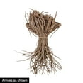 thumbnail image 4 of Puple Passion Asparagus Dormant Bare Root Vegetable Roots, 10 Medium Grade Roots, 4 of 4