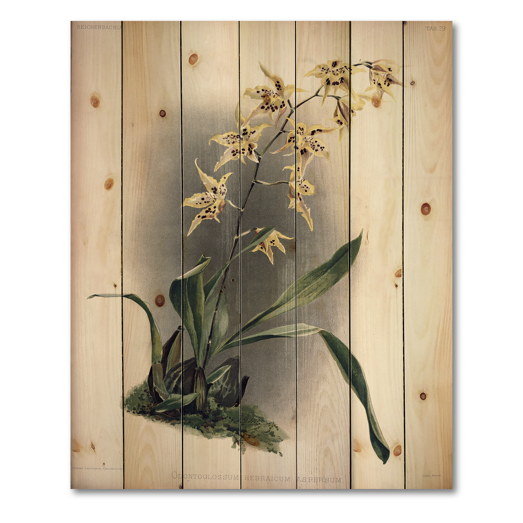 Designart 'Ancient Orchid Flower' Traditional Print on Natural Pine Wood