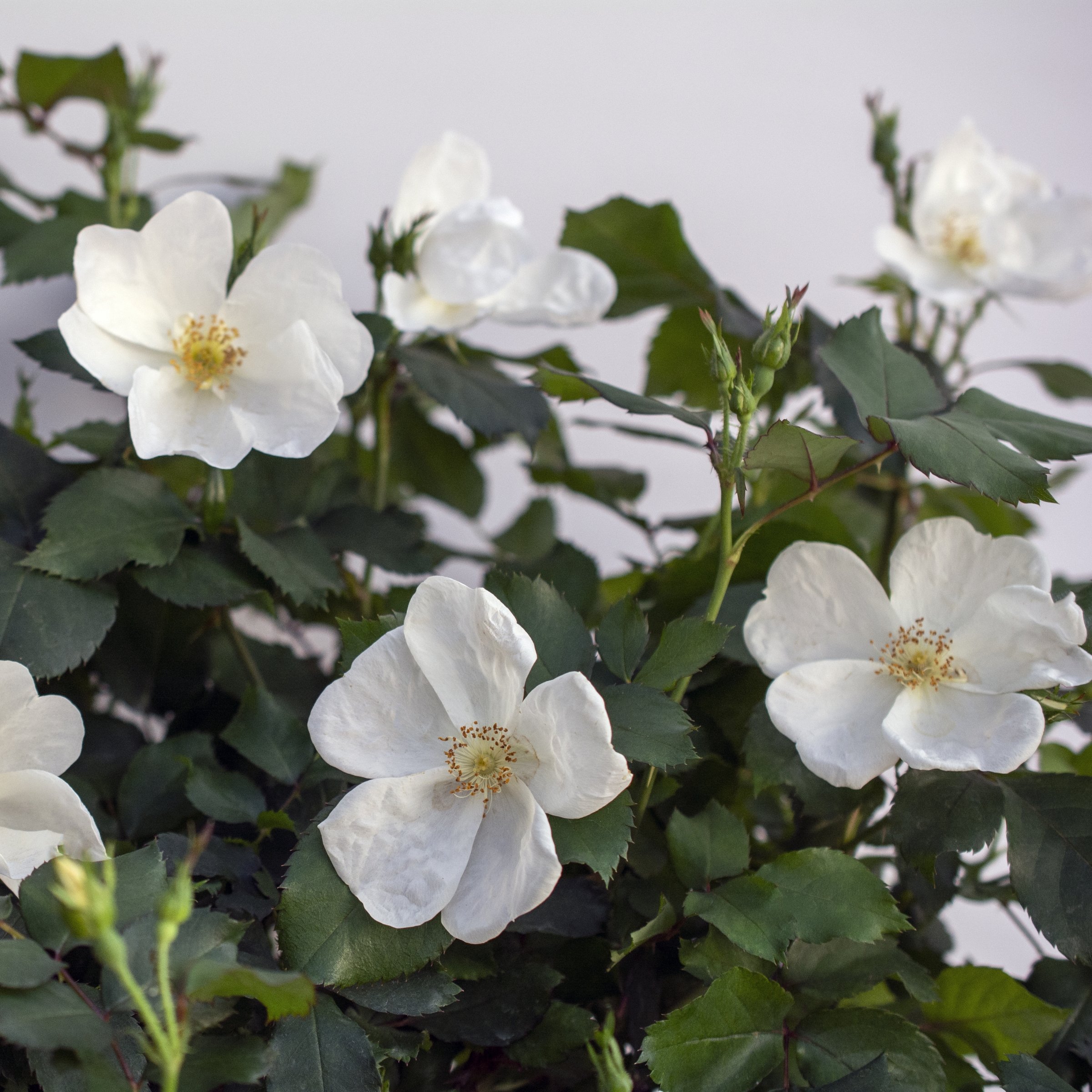 National Plant Network 3 gal. Rose White Knock Out Shrub