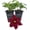 2 Plants, variant on Clematis Rosemoor - Live Starter Plant in a 2 Inch Growers Pot - Starter Plants Ready for The Garden - Rare Clematis for Collectors