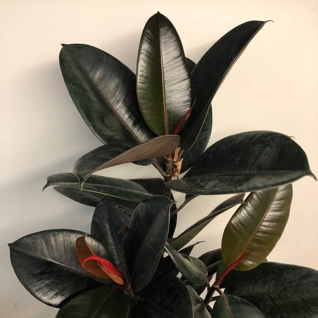 Rubber Plant - Live Plant in an 10 Inch Pot - Ficus Elastica Burgundy - Beautiful Easy Care Air Purifying Indoor Houseplant