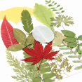 thumbnail image 3 of Hojas y flores secas variadas para decoraciones artesanales prensadas Nature's Art, 3 of 6