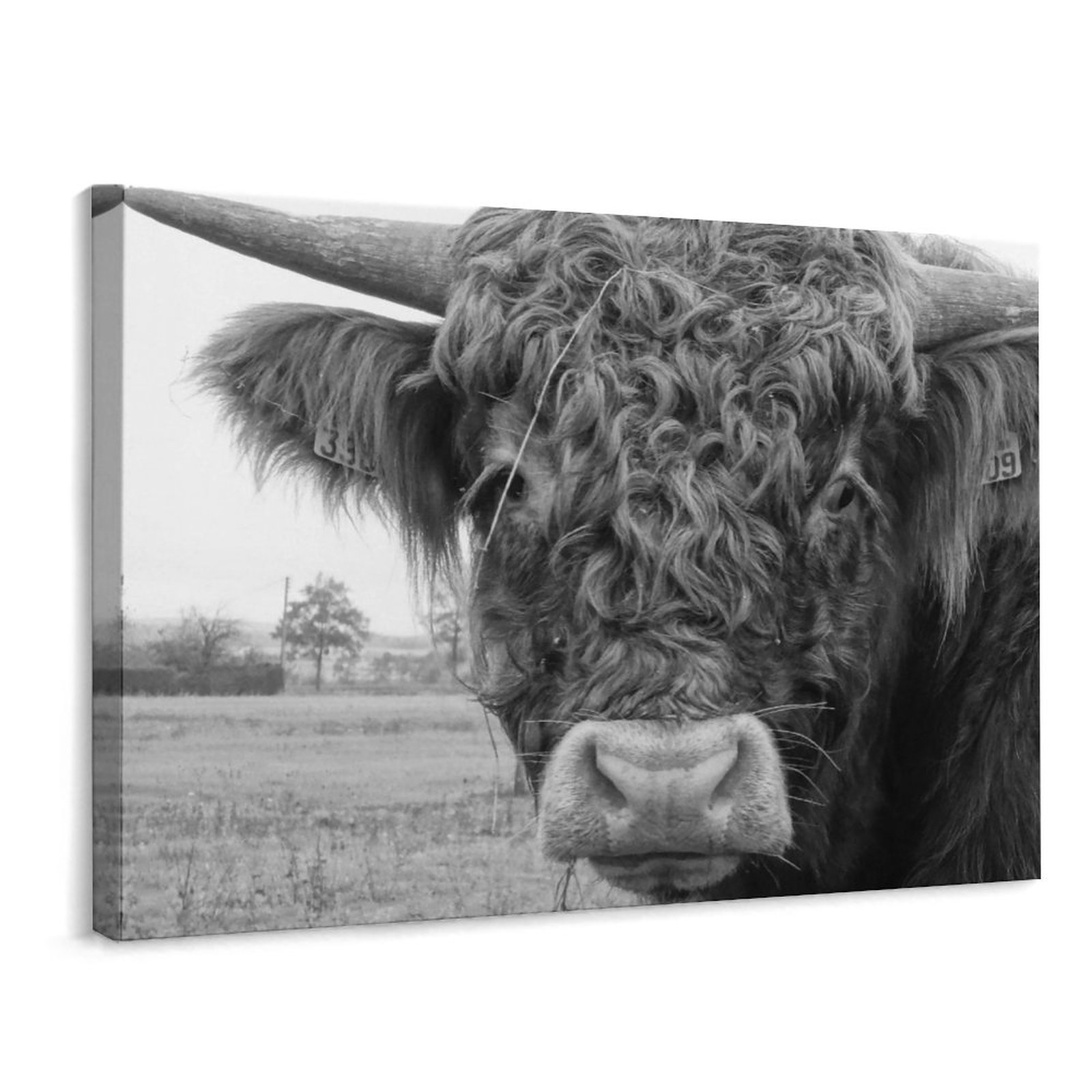 AIKELAN Framed Animals Canvas Wall Art Black and White Background