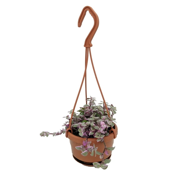 Pink Lady Bolivian Jewel - Turtle Vine - Callisia repens - 4" Mini Hanging Basket