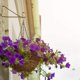 thumbnail image 4 of Cadena de cesta colgante de flores, 3 juegos de colgadores de plantas Cadenas de metal con clips para macetas, jardineras, jaulas de pájaros, linternas Adepaton LN-0940, 4 of 8