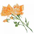 thumbnail image 2 of Baliko, Linda 20x20 Black Ornate Wood Framed with Double Matting Museum Art Print Titled - Floral IV, 2 of 4