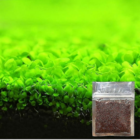 Aquarium Ornament Plant Seeds Fish Tank Landscape Decoration Water Grass Seed Easy To Grow