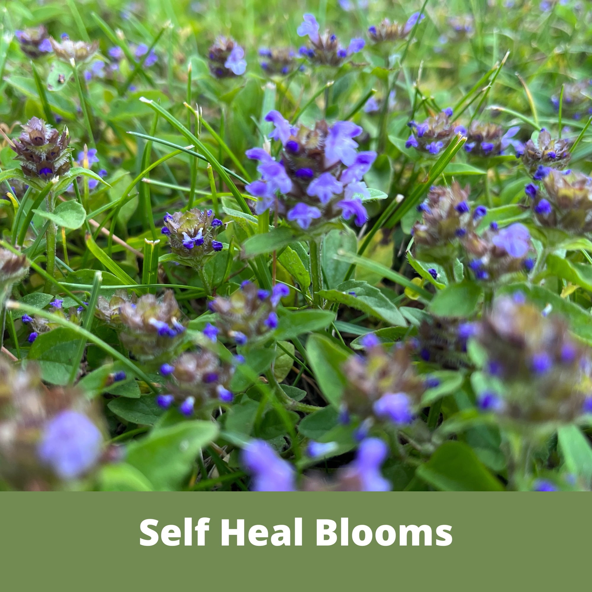 Flawn Seed Kits Thick Bee Lawn Kit, 500 Sqft, Perennial Dutch White Clover, Self-Heal, Fescue Grass, Shaker