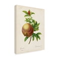 thumbnail image 2 of Pierre Redoute 'Redoutes Fruit III' Canvas Art, 2 of 3