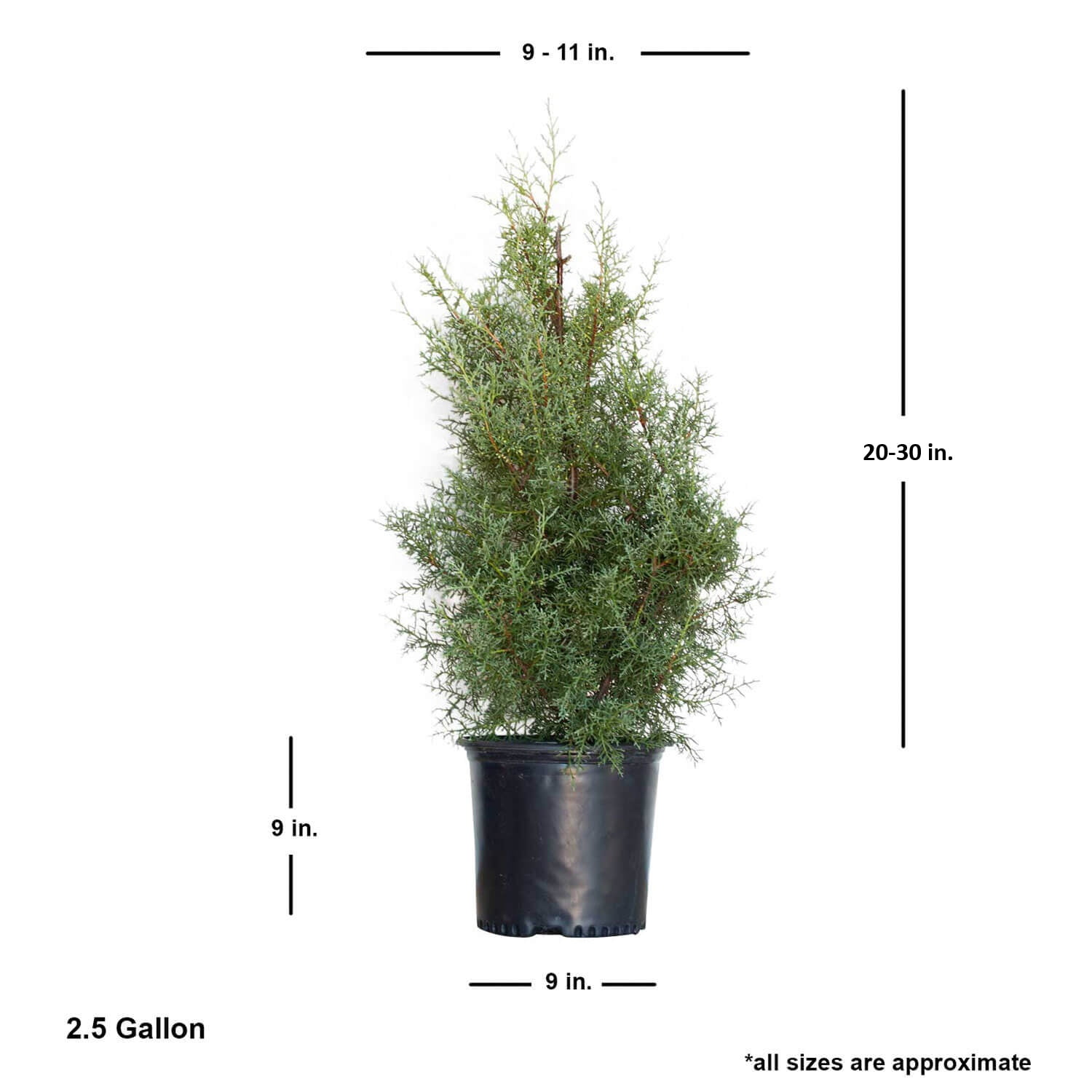 Expert Gardener Carolina Sapphire Arizona Cypress (2.5 Gallon) Evergreen Tree with Blue-Grey Foliage - Full Sun