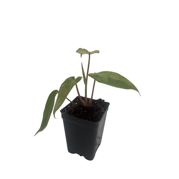 Paraiso Verde Philodendron - Collector's Series - 2.5" Pot - Live Houseplant