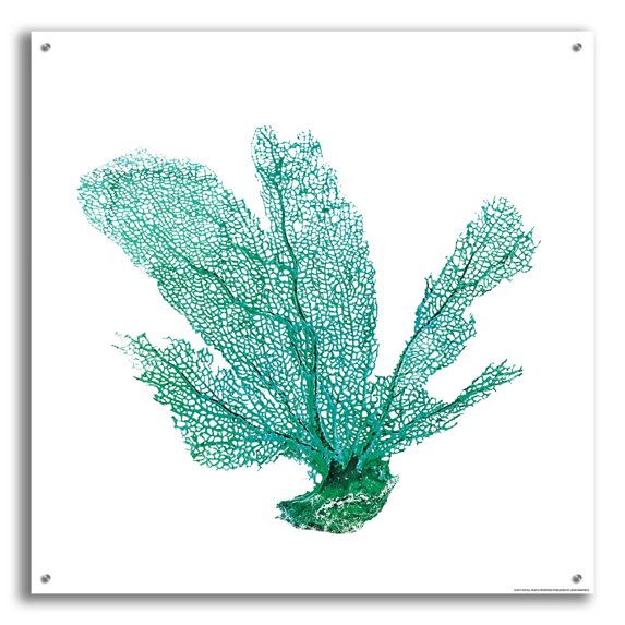 Epic Art 'Green Sea Fan' by JJ Brando, Acrylic Glass Wall Art, 36"x36"
