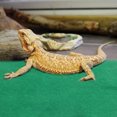 thumbnail image 4 of Almohadilla impermeable para reptiles de 60 x 40 cm, cálida y suave para tortugas, para dormir, suministros para reptiles., 4 of 5