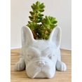 thumbnail image 4 of Doggy Planter  French Bulldog Planter Gift Idea, Bar Decor, Table Decor, Plant Gift Idea, Cute Succulent Planter, any canine/dog/French bulldog and plant lover! Marbel, 4 of 8