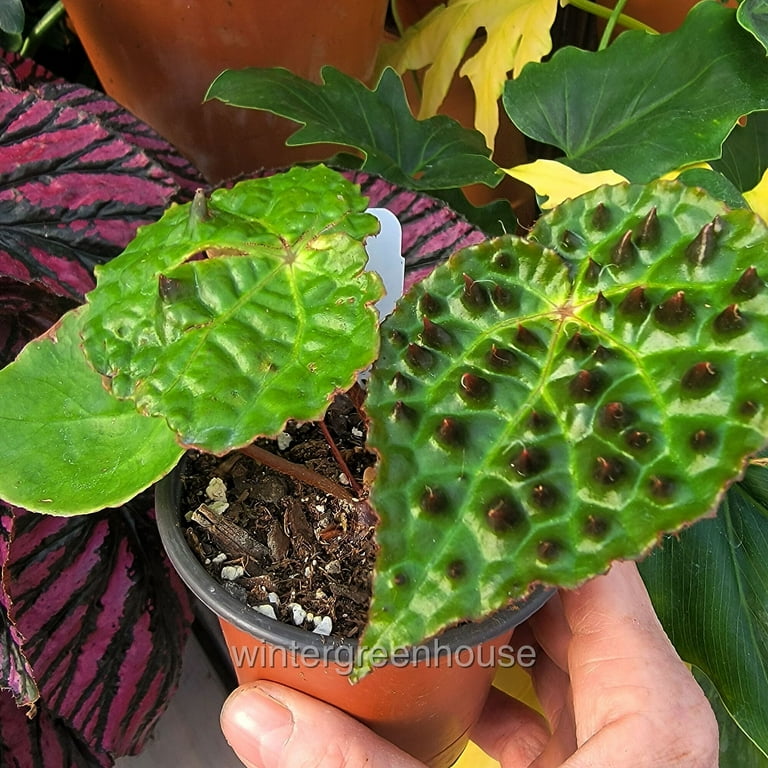 Begonia ferox - Fierce Begonia