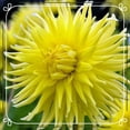 Rare Double Yellow Live Dahlia Bulbs,for Fall Planting,Professional,Low