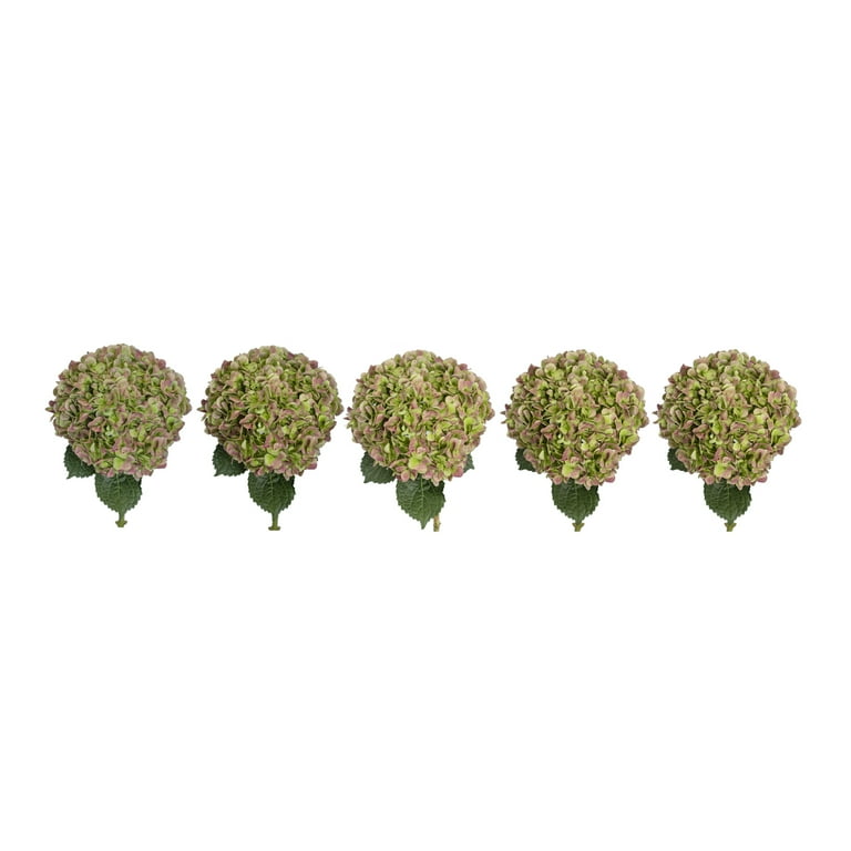 Hydrangeas Jumbo 12 Stems of Antique Green Farm Direct Fresh