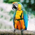 thumbnail image 2 of Parrot Bird Harness Leash Outdoor Flying Traction Straps Band Adjustable Anti-bite Training Rope, 2 of 4