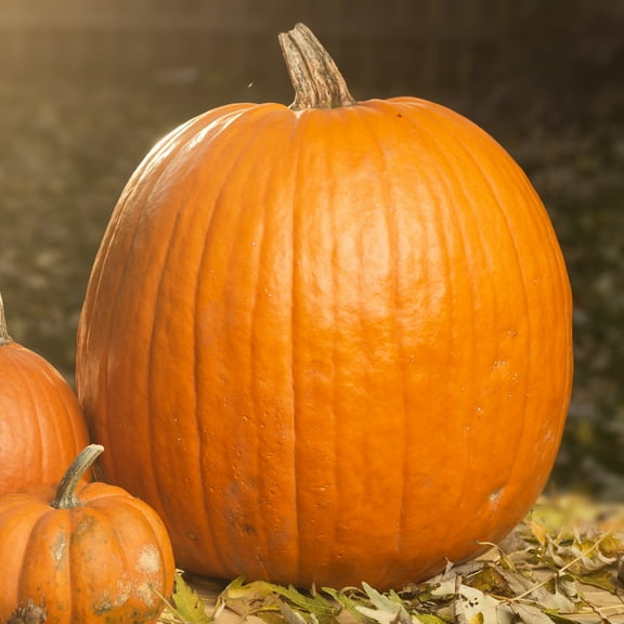 Earthcare Seeds - Pumpkin Spooky 15 Seeds (Cucurbita Pepo) Heirloom - Open Pollinated