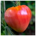 thumbnail image 1 of Everwilde Farms - 1 lb Oxheart Heirloom Tomato Seeds - Gold Vault Bulk Seed Packet, 1 of 3