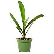 9GreenBox - Good Hope Clivia - 4" Pot