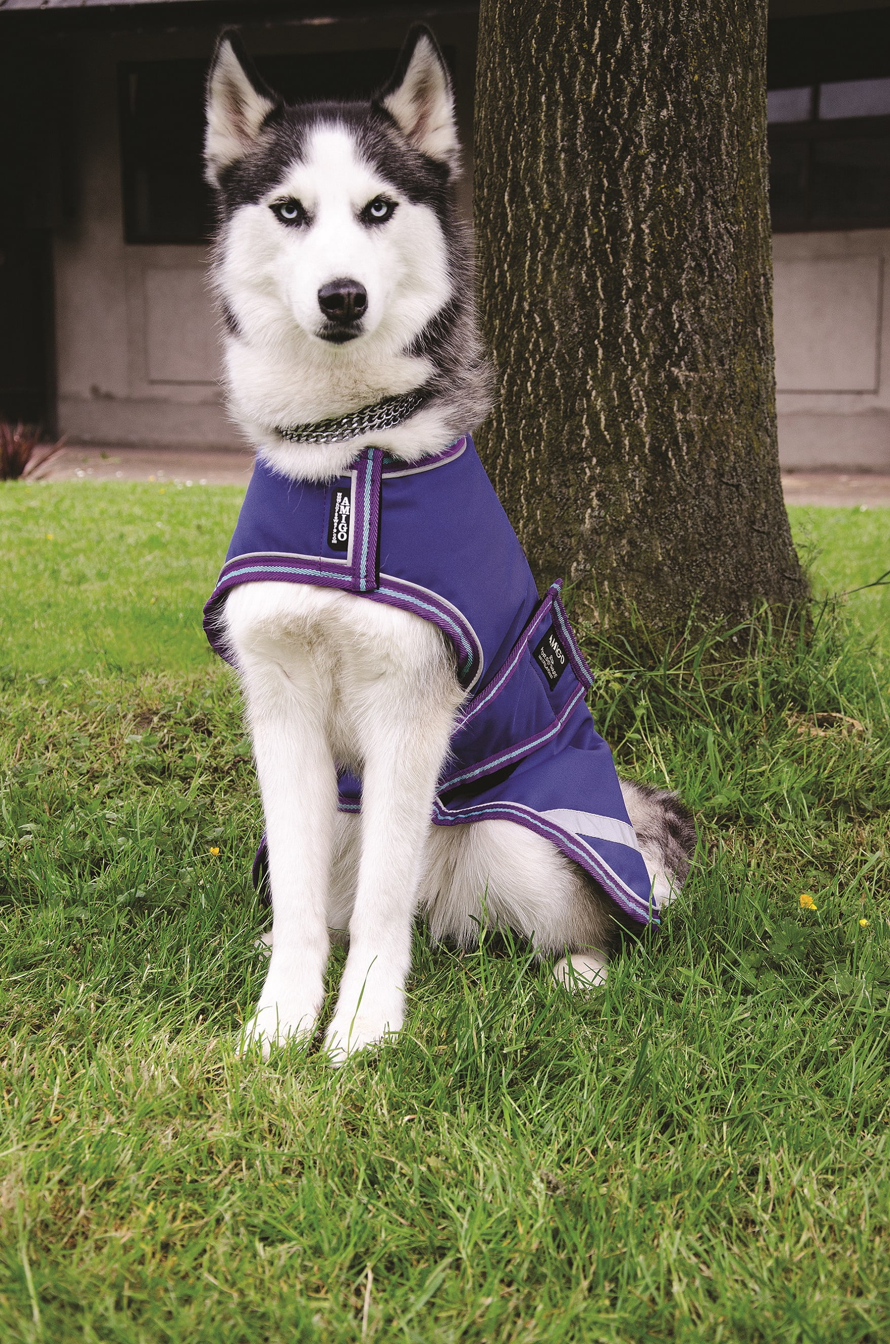 amigo outdoor living center on Amigo Waterproof Dog Blanket Purple Berry Xxxl Walmart Com Walmart Com