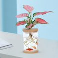 thumbnail image 4 of Florero transparente moderno, , soporte en , contenedor de plantas , flores 9cmx12.8cm, 4 of 7