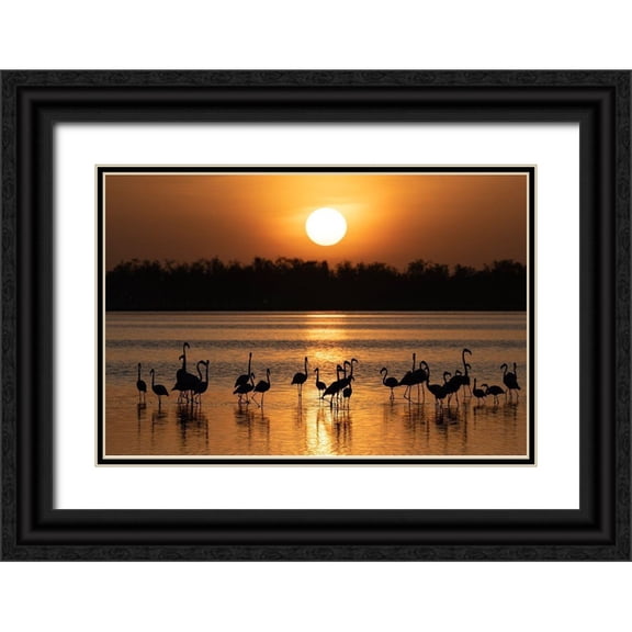 Jaynes Gallery 24x17 Black Ornate Wood Framed with Double Matting Museum Art Print Titled - Africa-Kenya-Amboseli National Park Greater flamingos in water at sunrise