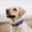 Purple, variant on Mile High Life Dog Collar | Nylon Reflective Dog Collars | Light Weight Puppy Collars | Pink Dog Collars for Medium Dogs (Solid Pink, Medium)