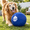 Ocean - S 18" Herding Ball Set-S 18", variant on 6" Jolly Soccer Ball For Dogs - Tough Durable Dog With Straps Pet Bouncy Herding Balls Floating Tags Water Fetch Baabaaball (