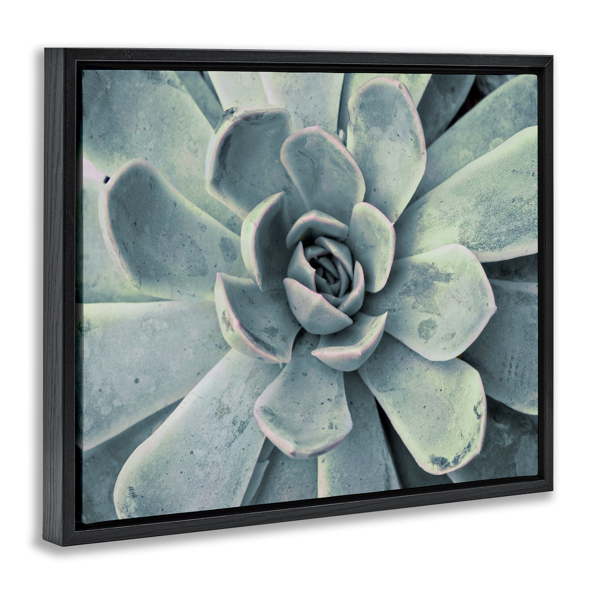 Stupell Industries Green Cactus Succulent Botanical & Floral Photography Black Floater Framed Canvas Art Print Wall Art, 31 x 25