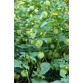 thumbnail image 5 of Earthcare Seeds - Ground Cherry Aunt Molly's 50 Seeds (Physalis Pruinosa) Heirloom - Open Pollinated, 5 of 6