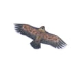 thumbnail image 3 of Cometa De Águila De 1,1 M, Cometas De Animales De Una Sola Línea, Cometa Para Niños, Cometa Interesante Para Exteriores Speravity HA020235-00, 3 of 6