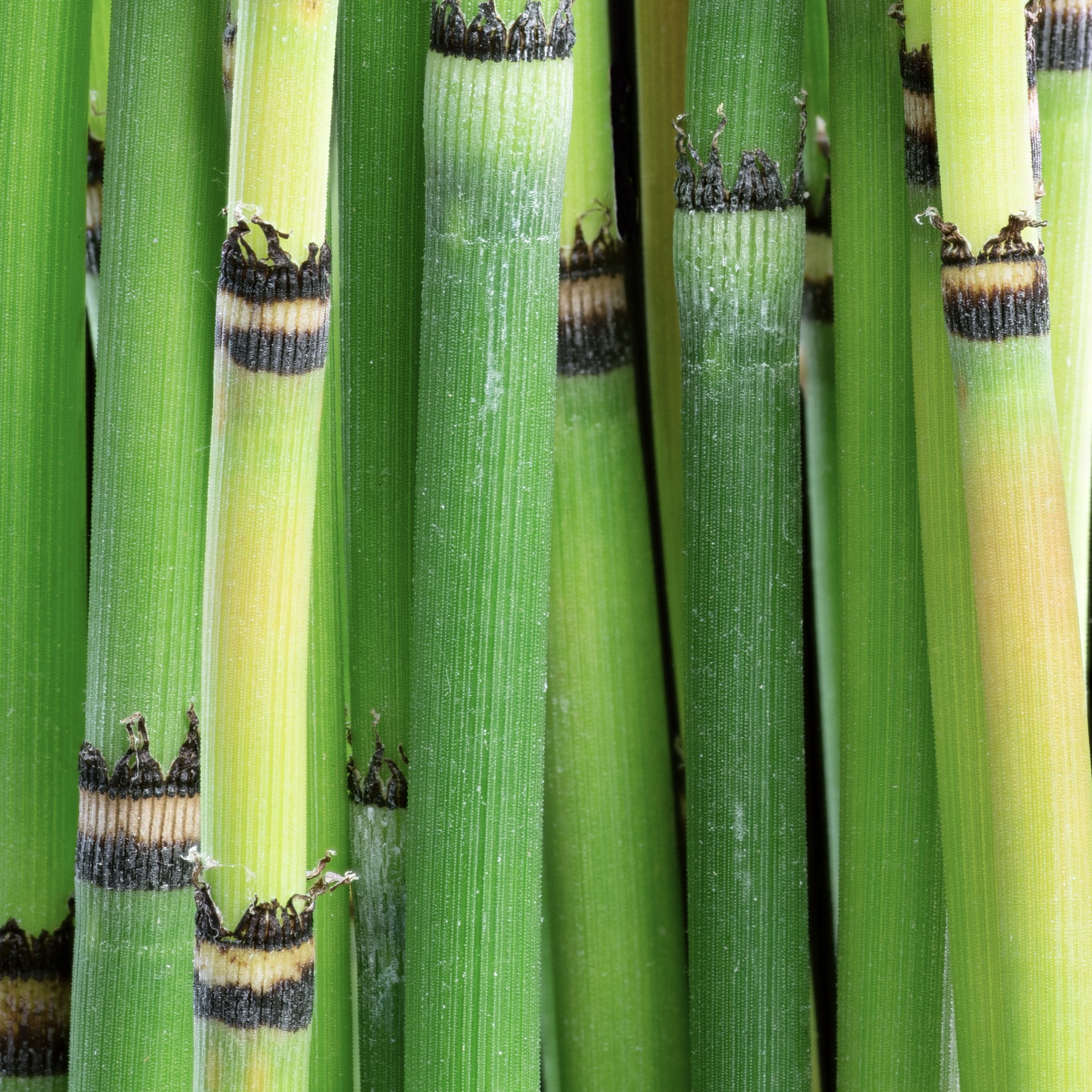 1 gal. Equisetum Horsetail Plant