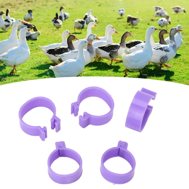 Anillos 100 pcs piso de pollo anillo Pato Gallina Piernos Anillos Clip Herramientas de Cultivo de Anillo de Pie de Aves de Corral