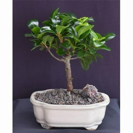 Bonsai Boy of   York b2074 Ficus Compacta Bonsai Tree - Ficus Compacta