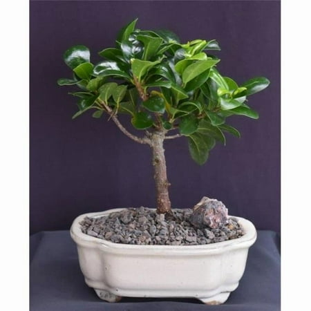 Bonsai Boy of York b2074 Ficus Compacta Bonsai Tree - Ficus Compacta