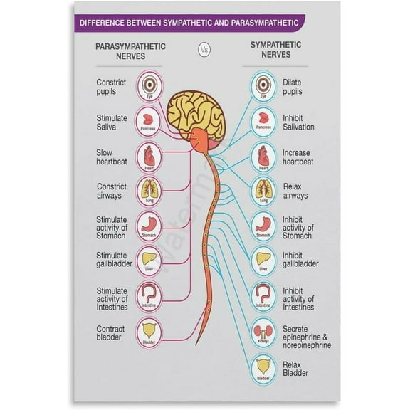 Parasympathetic And Sympathetic Nervous System Poster Medical Knowledge Posters (5) Canvas Painting Wall Art Poster for Bedroom Living Room Decor