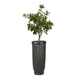 thumbnail image 1 of Artificial Tung Tree 53" Fake Plant Real Touch with Planter, 1 of 3