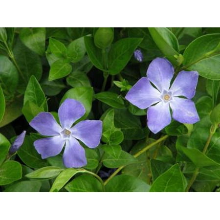 - Classy Groundcovers - Greater (Large Leaf) Periwinkle {25 Pots - 3 1/2 in.}