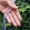 3Mx10M, variant on 1 Piece Transparent Anti-Bird Netting, Suitable for Grapes, Greenhouse, Fish Pond and Orchard-Durable Pp Material, White