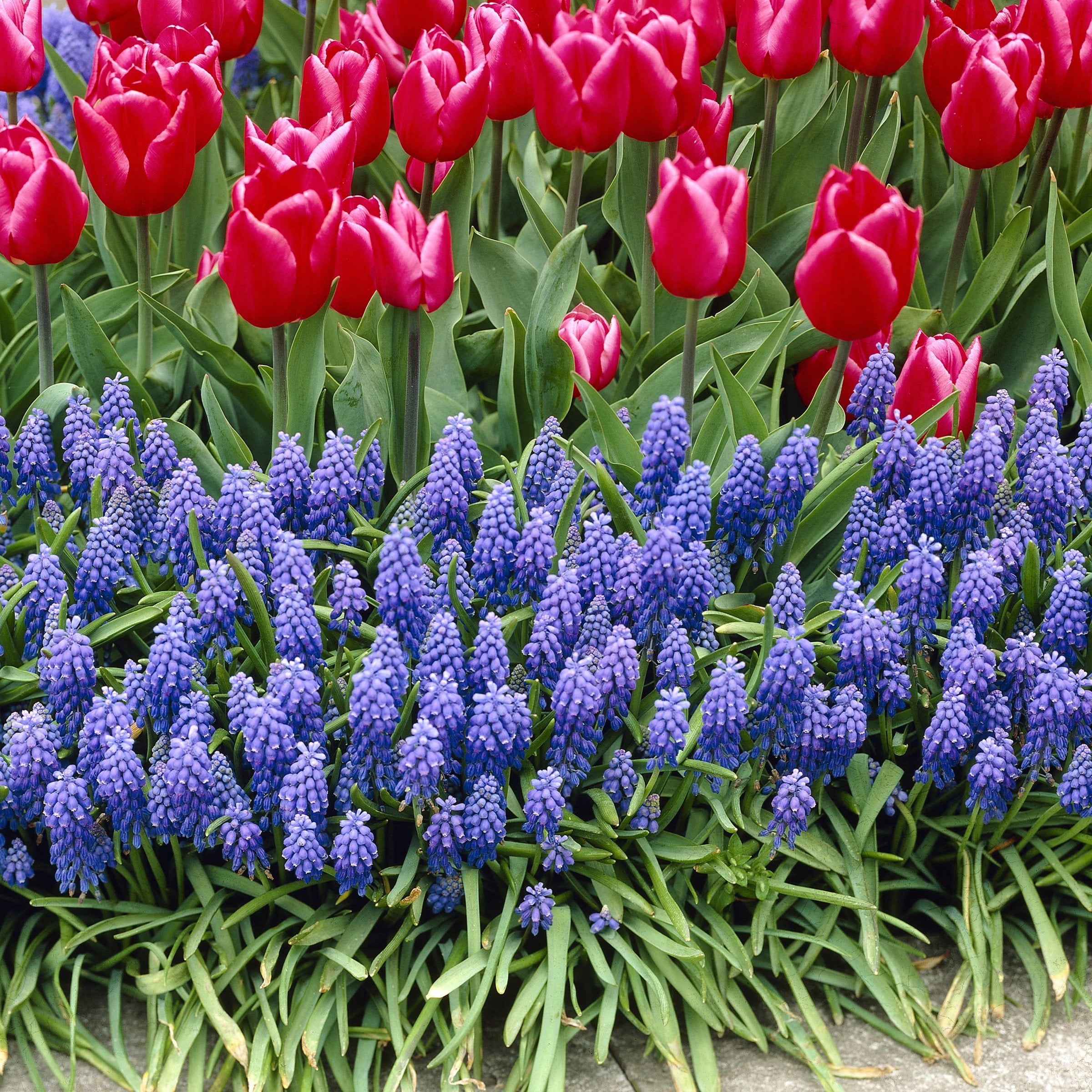 National Plant Network Muscari Armeniacum Live Bulbs (50-Pack)