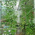 thumbnail image 6 of The Color Green Fruit Vines Net Network Gardening Vegetables Climbing Plant 4 Pcs, 6 of 6