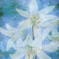 thumbnail image 2 of Phillip, Jamie 26x26 Gold Ornate Wood Framed with Double Matting Museum Art Print Titled - Aqua Bloom, 2 of 4