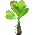 thumbnail image 1 of Coofit Mini Artificial Succulent DIY - Faux Succulent Plant Plastic Greenery Decoration, 1 of 3