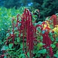 thumbnail image 4 of Love Lies Bleeding Seed, 200+ Seeds, Sharp Striking Maroon Blooms, 4 of 5