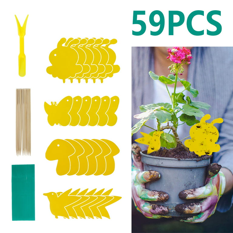 EcoCanucks StickieTraps (50 Pack) - Sticky Fruit Fly Traps & Gnat Trap